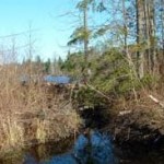 Samm.wetlands